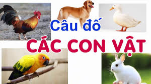 Đố Vui Con Vật